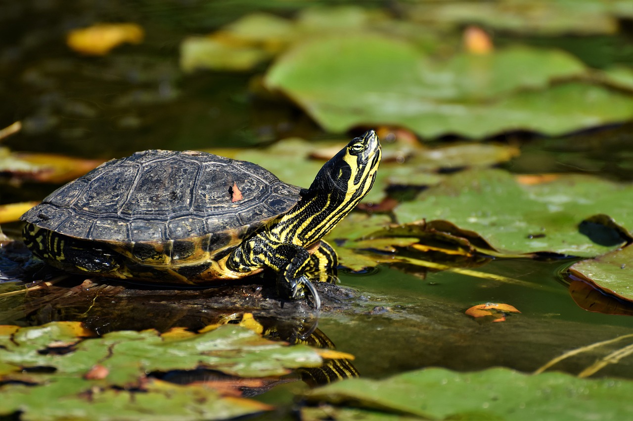 Water turtles in the garden pond