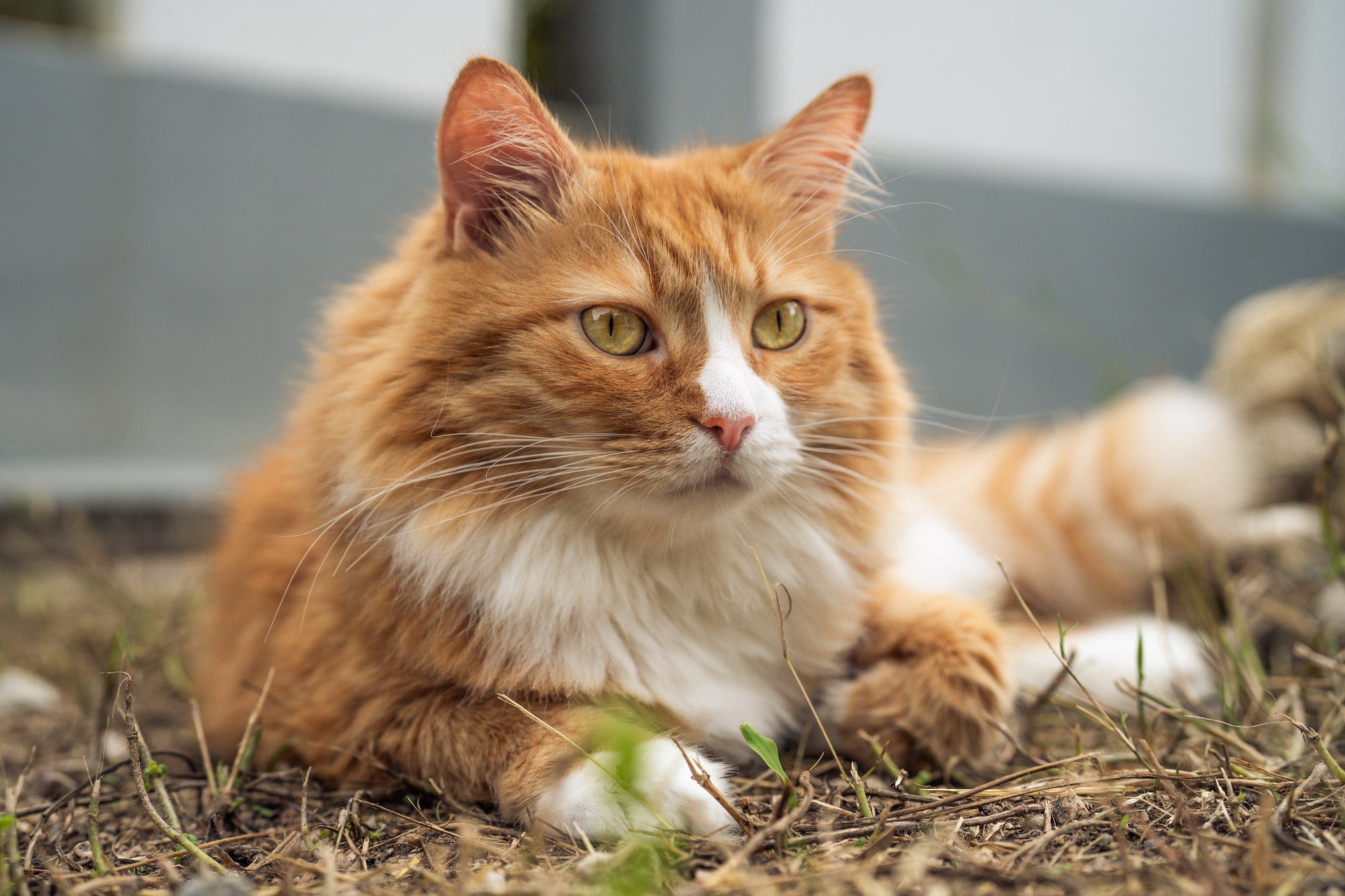 ginger cat adoption